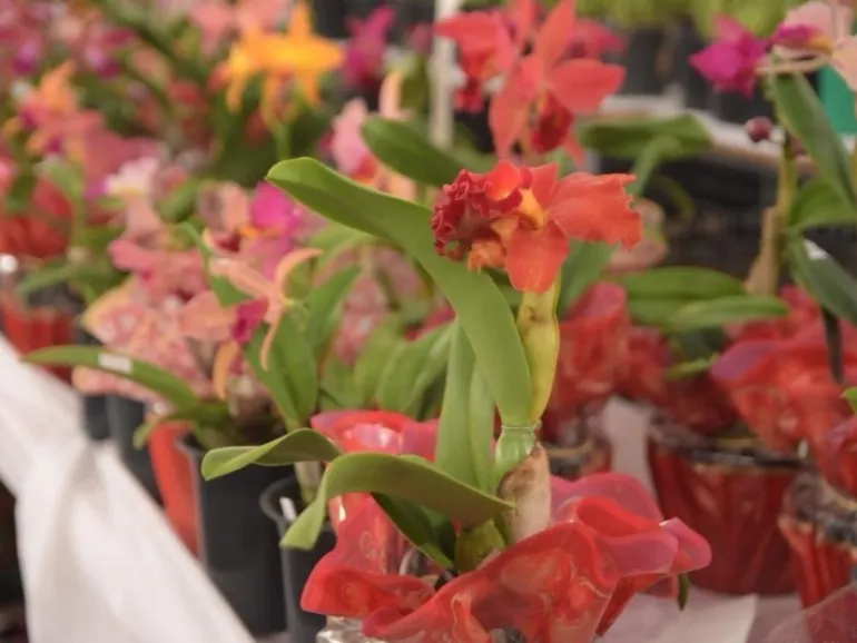 Ilhabela realiza 18ª Exposição de Orquídeas entre os dias 8 e 10 de maio na Vila
