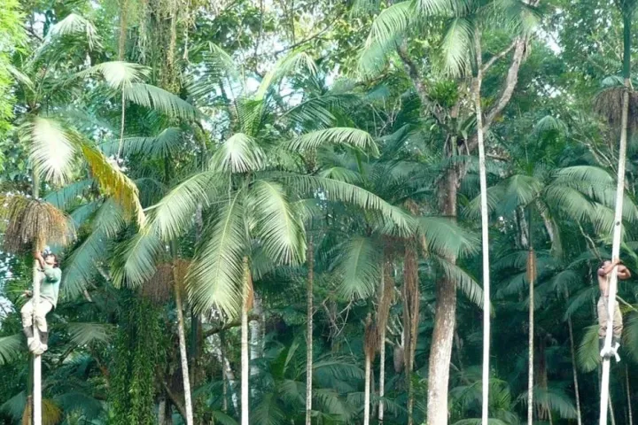 Despolpa da juçara movimenta produtores no Ubatumirim