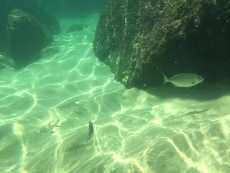 Ilha das Couves