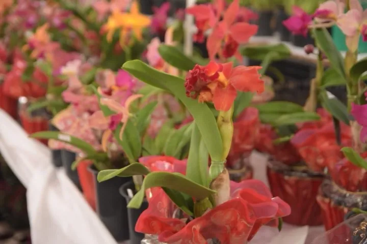 Ilhabela realiza 18ª Exposição de Orquídeas entre os dias 8 e 10 de maio na Vila