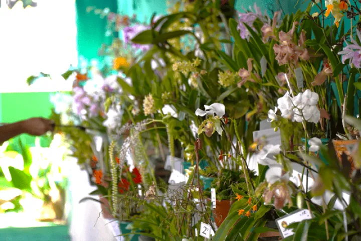 Prefeitura de Ilhabela divulga programação especial em homenagem ao Dia das Mães