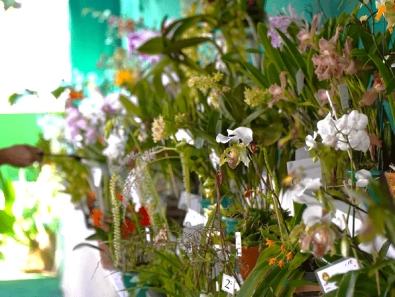 Prefeitura de Ilhabela divulga programação especial em homenagem ao Dia das Mães