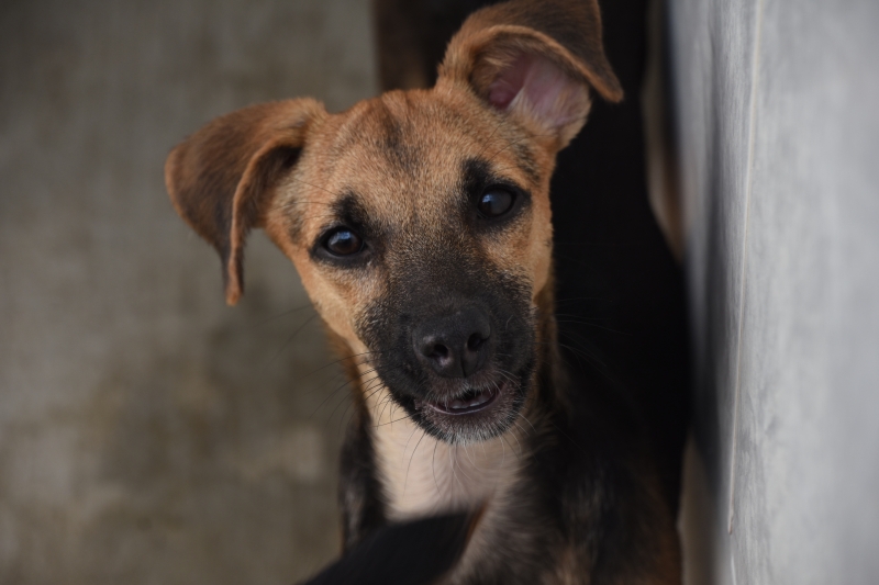 Com mais de 30 mil pets cadastrados, Ilhabela lança campanha para identificar número total de cães e gatos em toda a...