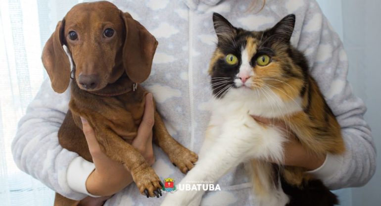 Semana termina com 46 animais imunizados contra a raiva