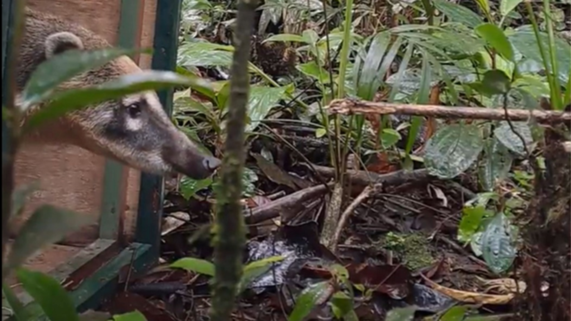 Tamoios e Univap realizam soltura de animais resgatados na rodovia